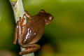 Boettger's Colombian Tree Frog Dendropsophus columbianus