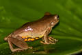 Boettger's Colombian Tree Frog Dendropsophus columbianus