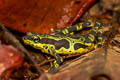 Condoto Stubfoot Toad Atelopus spurrelli