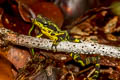 Condoto Stubfoot Toad Atelopus spurrelli