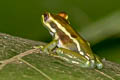 Jordan's Casque-headed Tree Frog Trachycephalus jordani