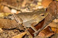 Unidentified Oval Frog Elachistocleis sp.