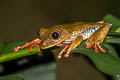 Map Tree Frog Boana geographica