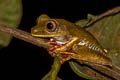 Map Tree Frog Boana geographica