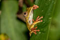 Map Tree Frog Boana geographica