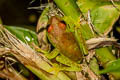 Polka-dot Tree Frog Boana punctata (DDotted Tree Frog)