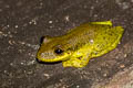 Red Snouted Tree Frog Scinax rubra (Allen's Snouted Tree Frog)