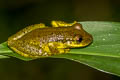 Red Snouted Tree Frog Scinax rubra (Allen's Snouted Tree Frog)