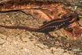 Angular-headed Newt Tylototriton anguliceps