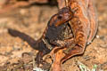 Angular-headed Newt Tylototriton anguliceps