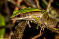 Assam Rock Frog Odorrana chloronota (Chloronate Huia Frog)