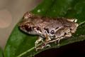 Bala Litter Frog Leptobrachella sola