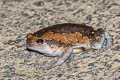 Banded Bullfrog Kaloula pulchra