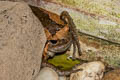 Banded Bullfrog Kaloula pulchra