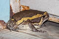 Banded Bullfrog Kaloula pulchra