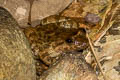 Banna Big-headed Frog Limnonectes bannaensis