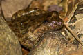 Banna Big-headed Frog Limnonectes bannaensis