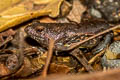 Berdmore's Chorus Frog Microhyla berdmorei