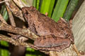 Berdmore's Chorus Frog Microhyla berdmorei