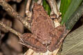 Berdmore's Chorus Frog Microhyla berdmorei