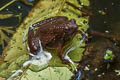 Berdmore's Chorus Frog Microhyla berdmorei