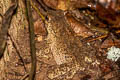 Black-spined Toad Duttaphrynus melanostictus