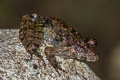 Blyth's Giant Frog Limnonectes blythii (Giant Mountain Frog)