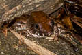 Blyth's Giant Frog Limnonectes blythii (Giant Mountain Frog)