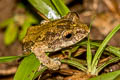 Boulenger's Tree Frog Kurixalus verrucosus