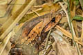 Burmese Horned Frog Brachytarsophrys carinense