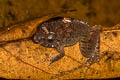 Capped Frog Limnonectes gyldenstolpei (Gyldenstolpe's Frog)