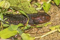 Chiang Mai Crocodile Newt Tylototriton uyenoi  (Uyeno's Crocodile Newt)