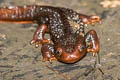 Chiang Mai Crocodile Newt Tylototriton uyenoi  (Uyeno's Crocodile Newt)