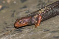 Chiang Mai Crocodile Newt Tylototriton uyenoi  (Uyeno's Crocodile Newt)