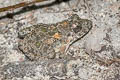 Chiang Mai Rain-pool Frog Minervarya chiangmaiensis