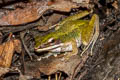 Copper-cheeked Frog Chalcorana eschatia