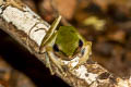 Copper-cheeked Frog Chalcorana eschatia