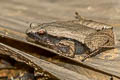 Dark-sided Chorus Frog Microhyla heymonsi