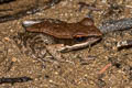 Dark-sided Frog Sylvirana nigrovittata