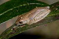 Doria's Bush Frog Chiromantis doriae