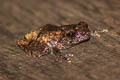 Dwarf Bush Frog Raorchestes parvulus