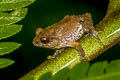 Dwarf Bush Frog Raorchestes parvulus