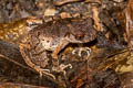 Dwarf Litter Frog Leptobrachella minima (Northern Mud Litter Frog)