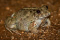 Field Frog Fejervarya limnocharis (Grass Frog)