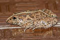 Field Frog Fejervarya limnocharis (Grass Frog)