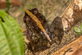 Field Frog Fejervarya limnocharis (Grass Frog)