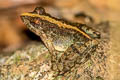 Field Frog Fejervarya limnocharis (Grass Frog)