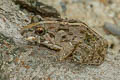 Field Frog Fejervarya limnocharis (Grass Frog)