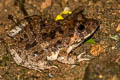 Field Frog Fejervarya limnocharis (Grass Frog)