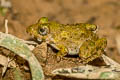 Field Frog Fejervarya limnocharis (Grass Frog)